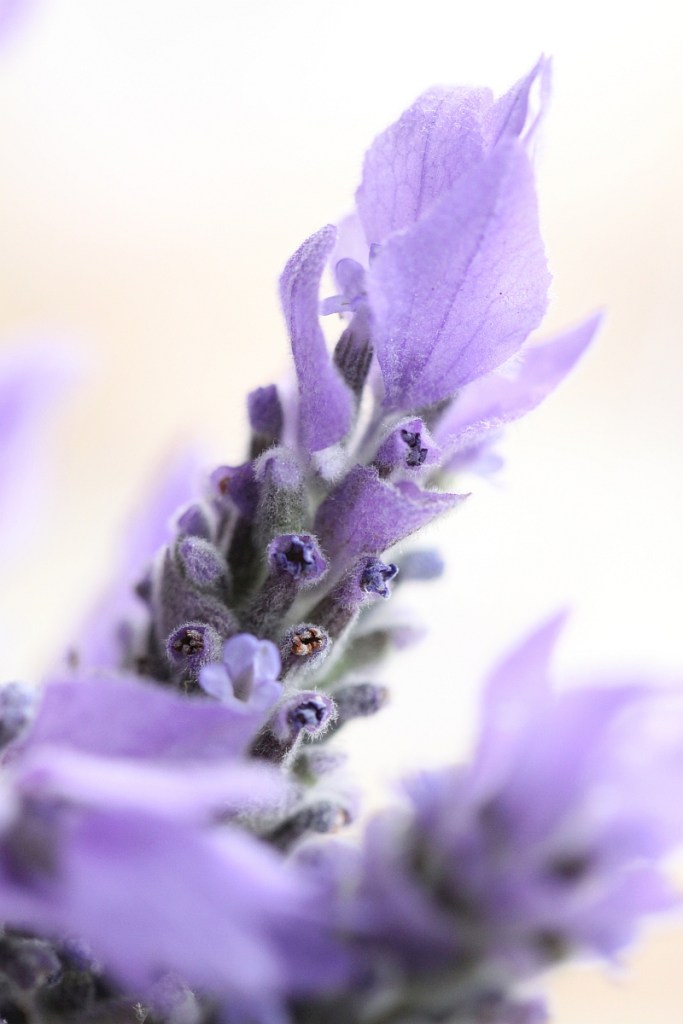 lavendar-shortbread4-resized